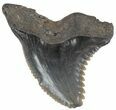 Fossil Hemipristis Tooth - Georgia #61624-1